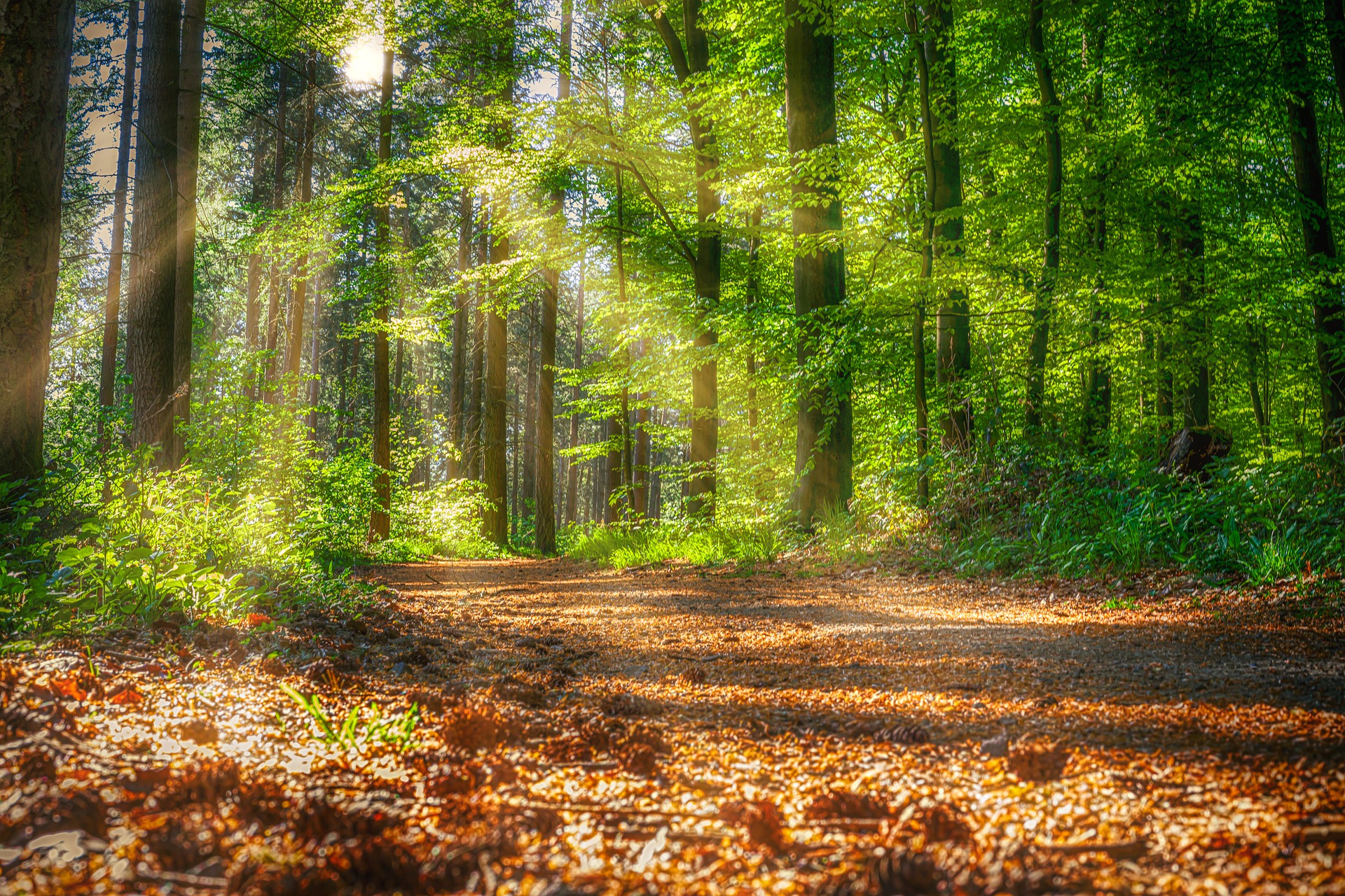 forest-5207337_1920